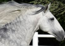 gavilan XXIX 1